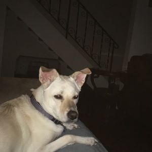 Meet your Posher, Lindsey